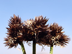 Carex macloviana