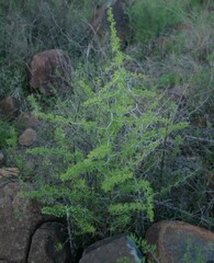 Asparagus africanus