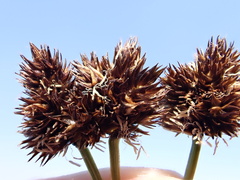 Carex macloviana
