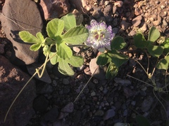 Passiflora arida