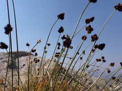 Carex macloviana