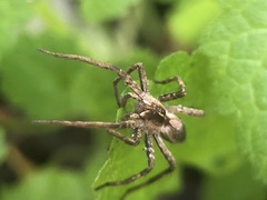 Pisaura mirabilis