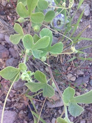 Passiflora arida