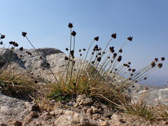 Carex macloviana