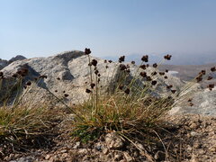 Carex macloviana