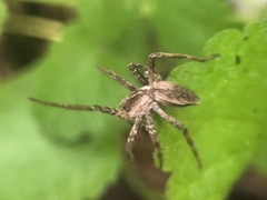 Pisaura mirabilis