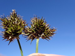 Carex microptera