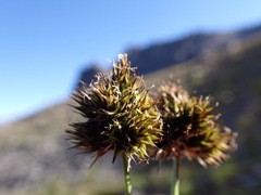 Carex microptera