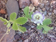 Passiflora arida