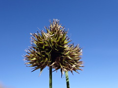 Carex microptera