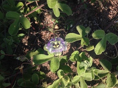 Passiflora arida