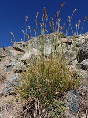 Carex tahoensis