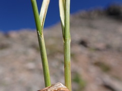 Carex tahoensis