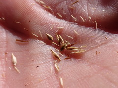 Carex tahoensis