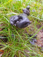 Helvella lacunosa