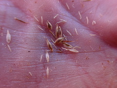 Carex tahoensis