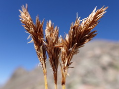 Carex tahoensis