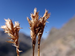 Carex tahoensis