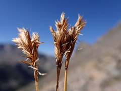 Carex tahoensis