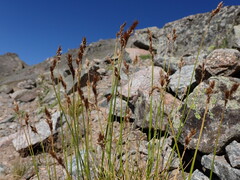 Carex tahoensis