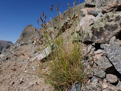 Carex tahoensis