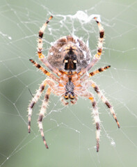 Araneus diadematus