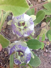 Passiflora arida