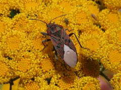 Spilostethus pandurus elegans
