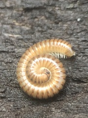 Diplopoda