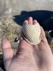 Semicassis granulata