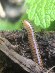 Diplopoda