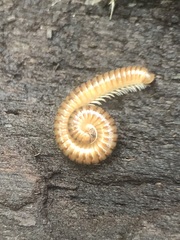 Diplopoda