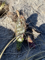 Opuntia drummondii