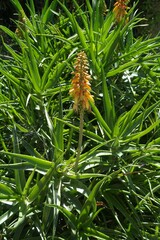 Aloiampelos striatula