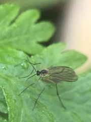 Sciaroidea