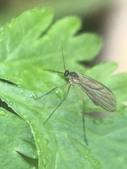 Sciaroidea