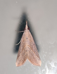 Hypena obacerralis