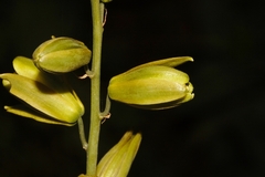 Albuca abyssinica image