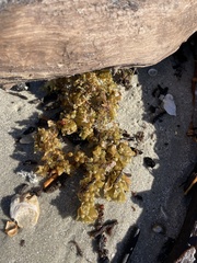 Sargassum fluitans