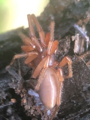 Araneae