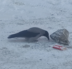 Corvus cornix cornix