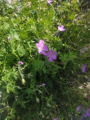 Geranium asphodeloides