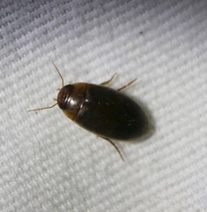 Copelatus chevrolati