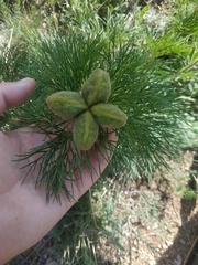 Paeonia tenuifolia