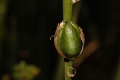 Albuca abyssinica image