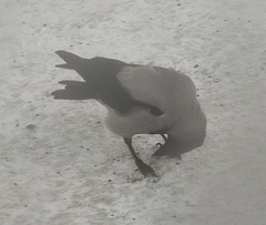 Corvus cornix cornix