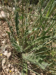 Leontodon biscutellifolius