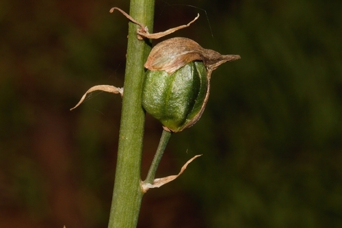 Albuca abyssinica image