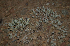 Crassula corallina
