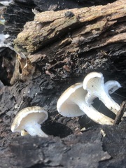 Agaricales